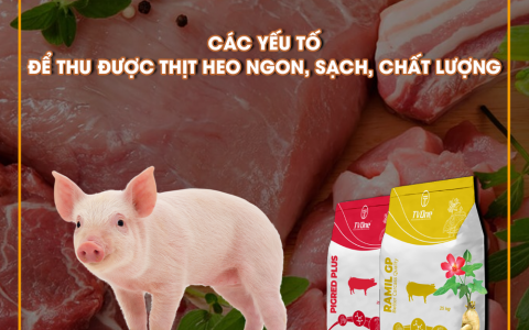 CÁC YẾU TỐ ĐỂ THU ĐƯỢC THỊT HEO NGON, SẠCH, CHẤT LƯỢNG